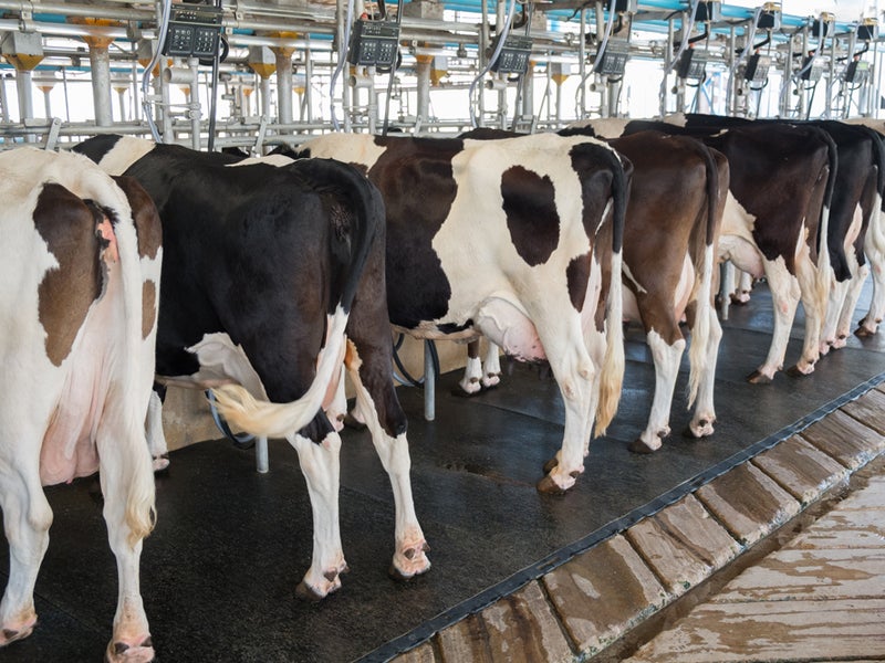 A lack of government action to safeguard public health against agriculture pollution from CAFOs could have dangerous consequences.
(TaraPatta/Shutterstock)
