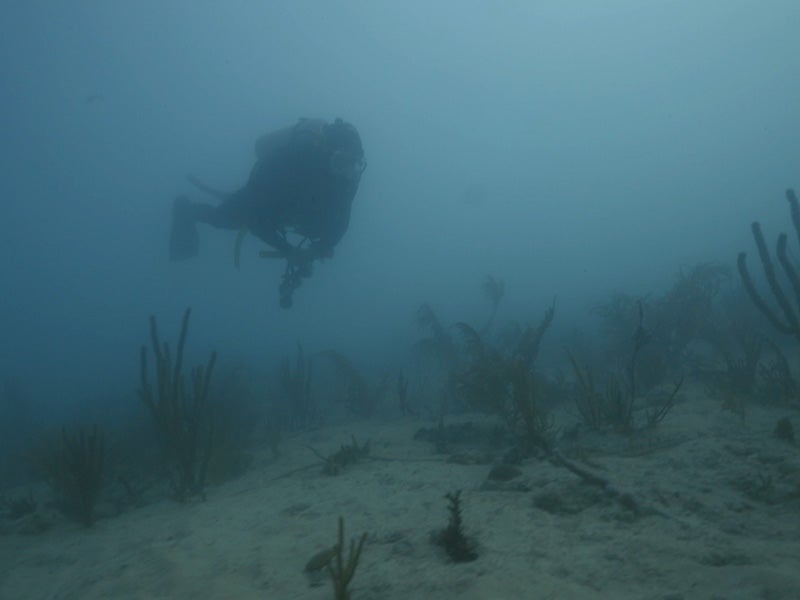 Rachel Silverstein, Executive Director and Waterkeeper of Miami Waterkeeper, floats above suffocated coral and through low visibility caused by displaced sediment from the PortMiami dredging project.
(Photo courtesy of Pete Zuccarini)