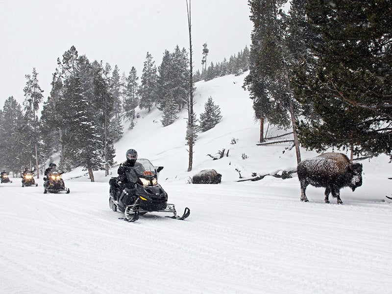 Snowmobilers drive near bison in Yellowstone National Park.