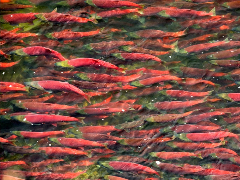 Sockeye salmon in Alaska&#039;s Bristol Bay.