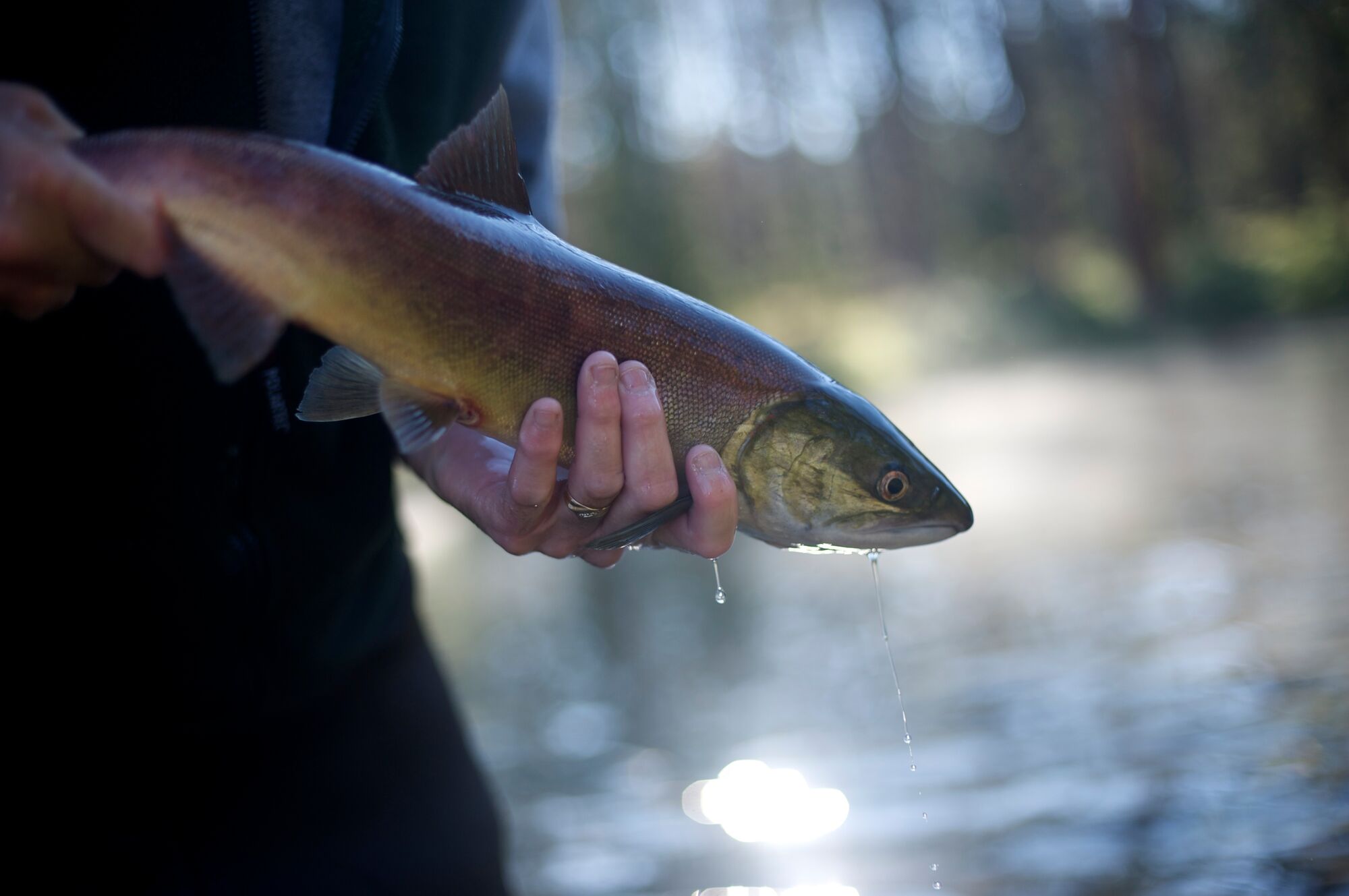 A sockeye salmon (Oncorhynchus nerka) at Little Redfish Lake Creek trap, Sawtooth National Recreation Area, Idaho.