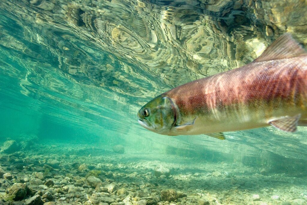 A sockeye salmon (<i>Oncorhynchus nerka</i>) in Little Redfish Lake Creek, Sawtooth National Recreation Area, Idaho. (Neil Ever Osborne / Save Our Wild Salmon / iLCP)