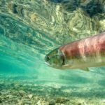 A sockeye salmon (Oncorhynchus nerka) in Little Redfish Lake Creek, Sawtooth National Recreation Area, Idaho.