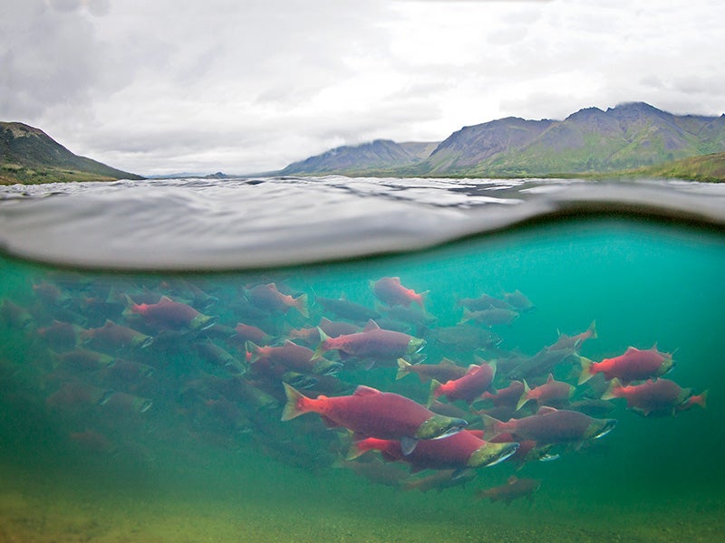 Sockeye salmon race through the Alagnak River in Alaska&#039;s Bristol Bay watershed.