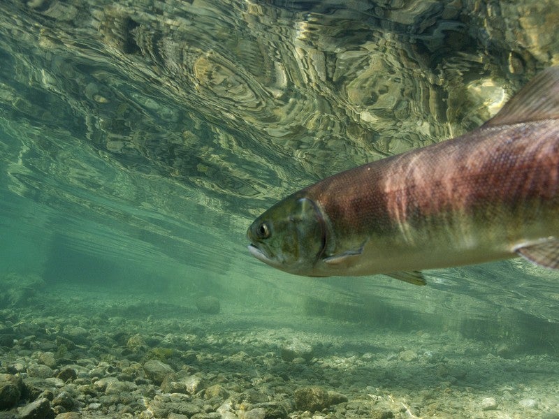 Sockeye salmon (Oncorhynchus nerka) in Little Redfish Lake Creek. Sawtooth National Recreation Area, Idaho.