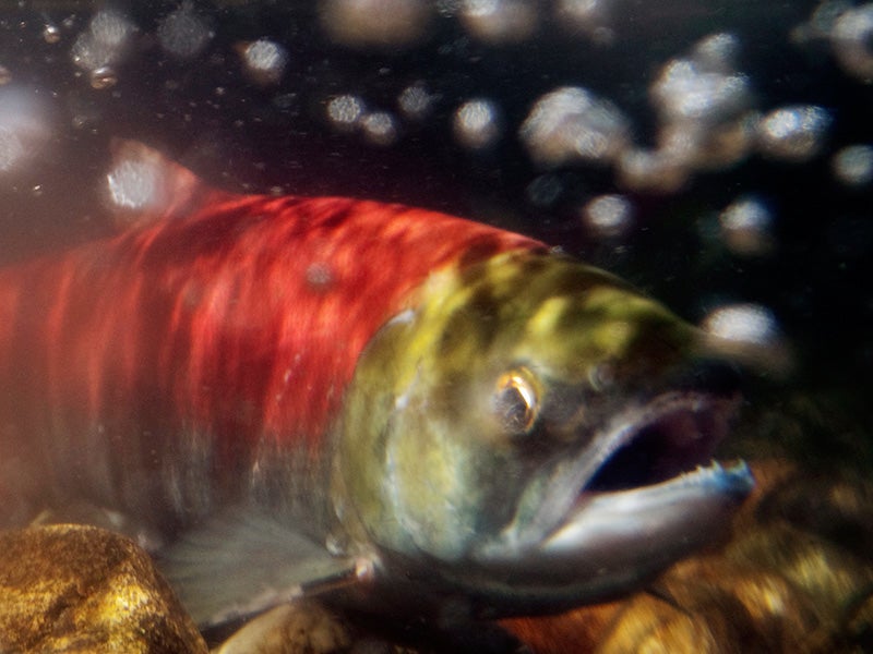 Go, Go Sockeye Salmon! - NWF