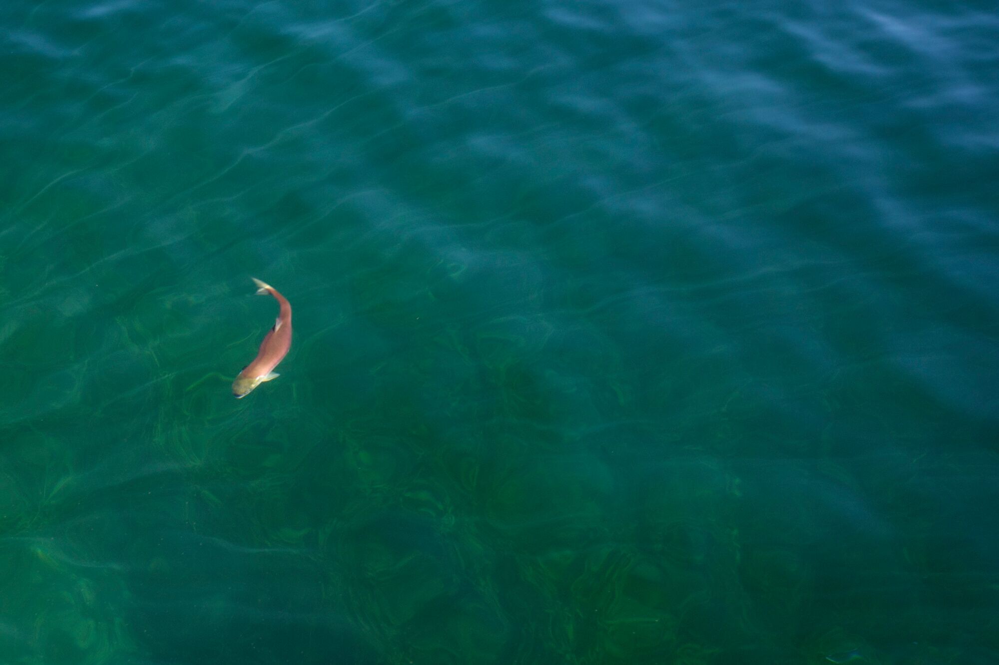 A sockeye salmon (Oncorhynchus nerka) in Redfish Lake, Sawtooth National Recreation Area, Idaho.