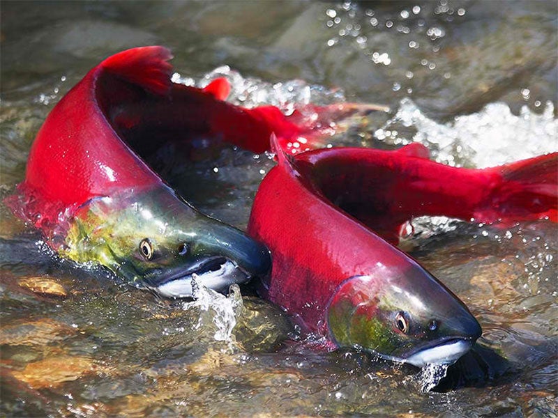 Sockeye salmon make their way back up a river in the Pacific Northwest to spawn.