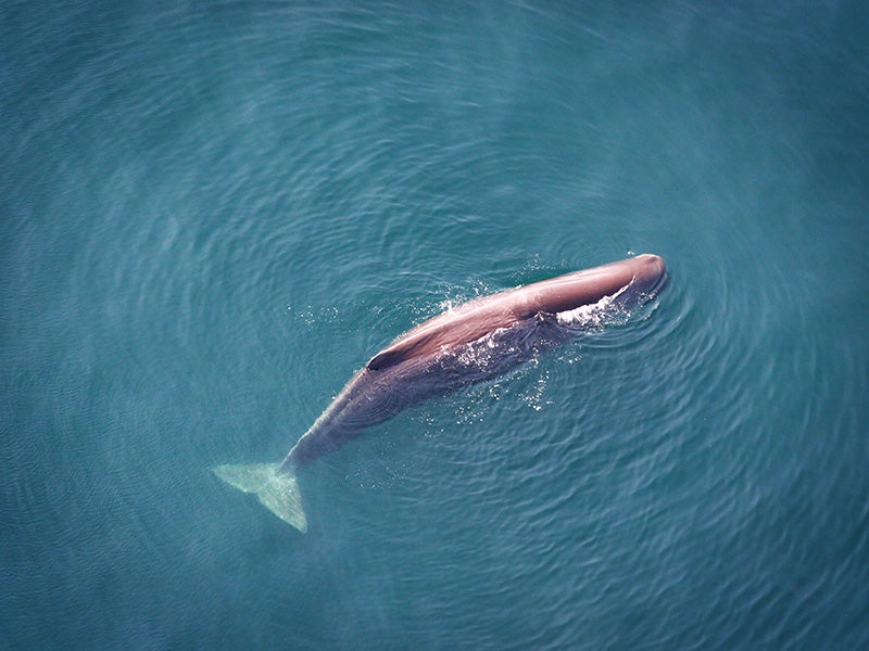 Sperm whales will experience as many as 760,000 harassing exposures to airgun blasting over the next decade, according to the draft environmental impact statement.
(Tim Cole / National Marine Fisheries Service)