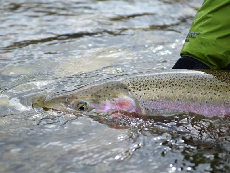 A male steelhead ready for release.