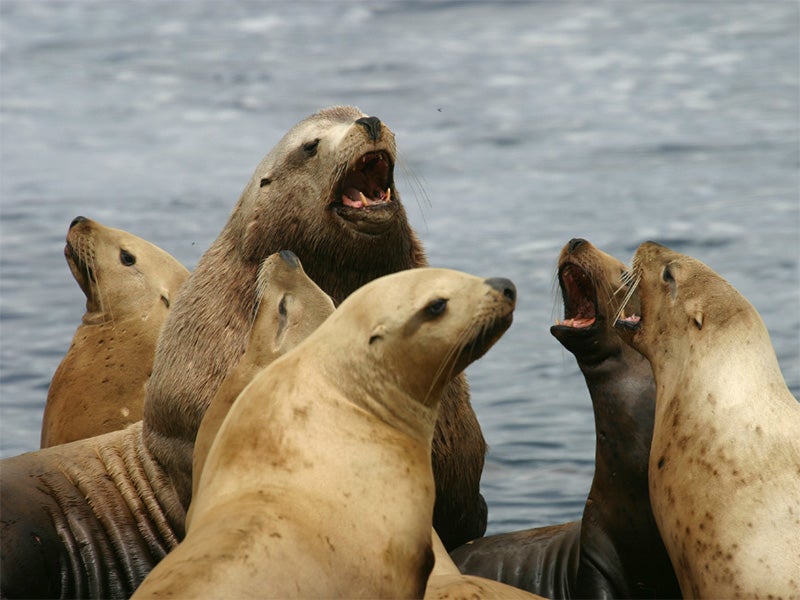 Steller sea lions.