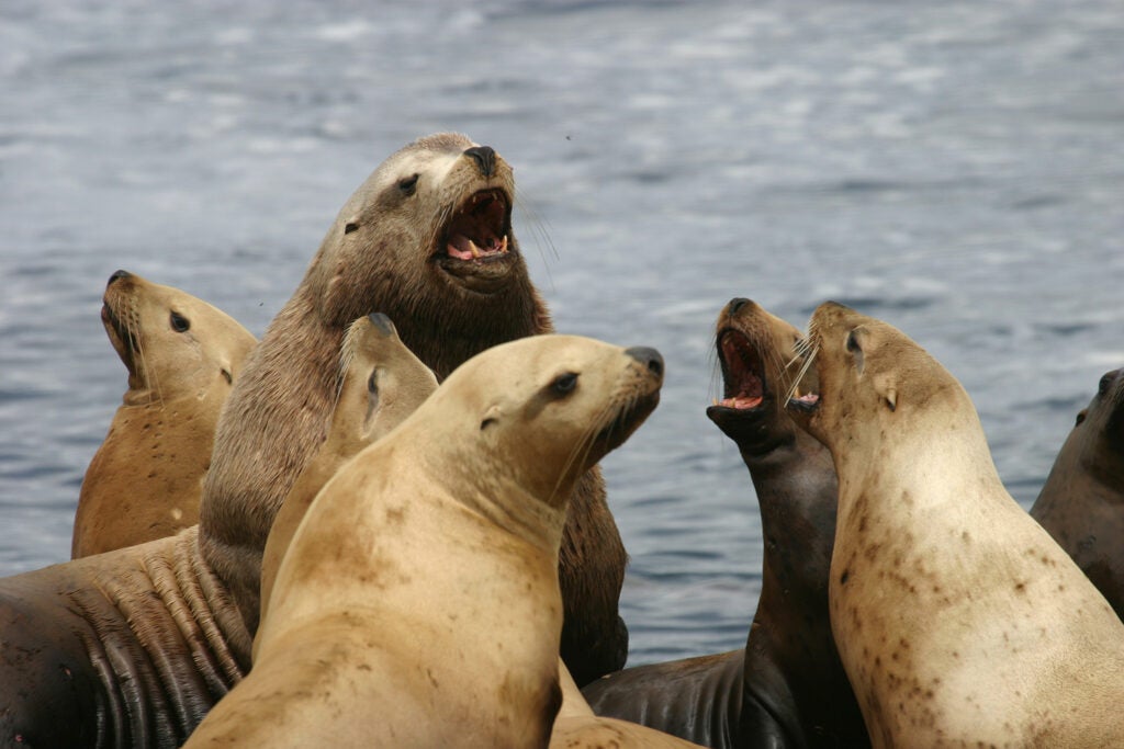 Steller sea lions on the Rogue Reef Unit of Oregon Islands National Wildlife Refuge.
(US Fish and Wildlife Service)