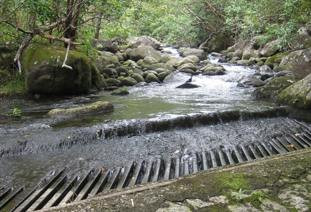 Upper diversion on Waiheʻe River with the entire flow of the river being diverted.
(Earthjustice Photo)