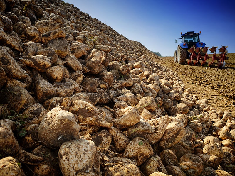 Sugar beets in an agricultural field.