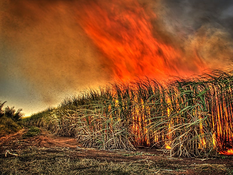 When sugar cane is burned to remove the outer leaves around the stalks before harvesting, thousands of tons of hazardous pollutants are released into the air.
("Money-Burn" by Gavin Fordham/CC BY-NC 2.0)