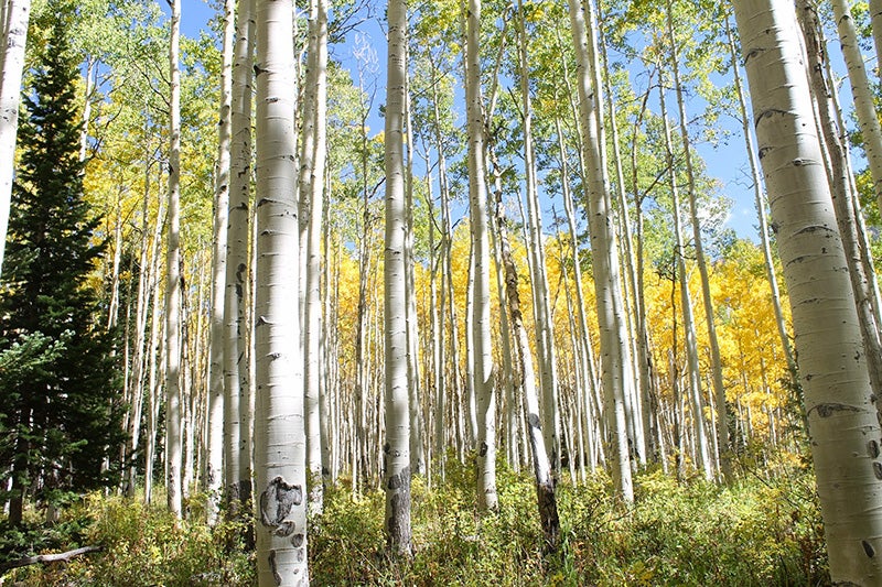 Aspens in the lease expansion area in Sunset Roadless Area.
(Ted Zukoski / Earthjustice)