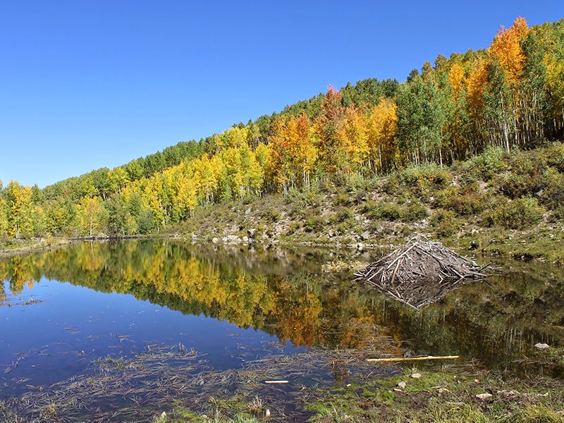 A beaver lodge in the Sunset Roadless Area. The area is home to species including elk, bear, beaver and goshawk.
(Ted Zukoski / Earthjustice)