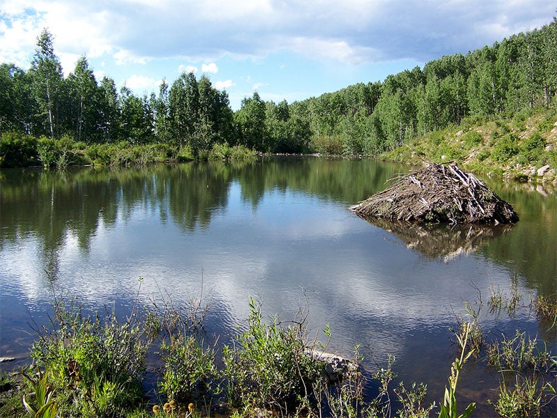 A beaver lodge by the Sunset Trail. The trail is a valuable linkage between the West Elk Wilderness Area and lowland forests along the North Fork of the Gunnison River.