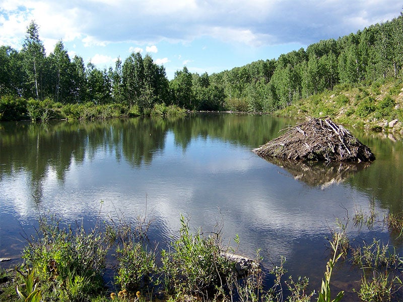 A beaver lodge by the Sunset Trail. The trail is a valuable linkage between the West Elk Wilderness Area and lowland forests along the North Fork of the Gunnison River.
(Photo by Ted Zukoski)