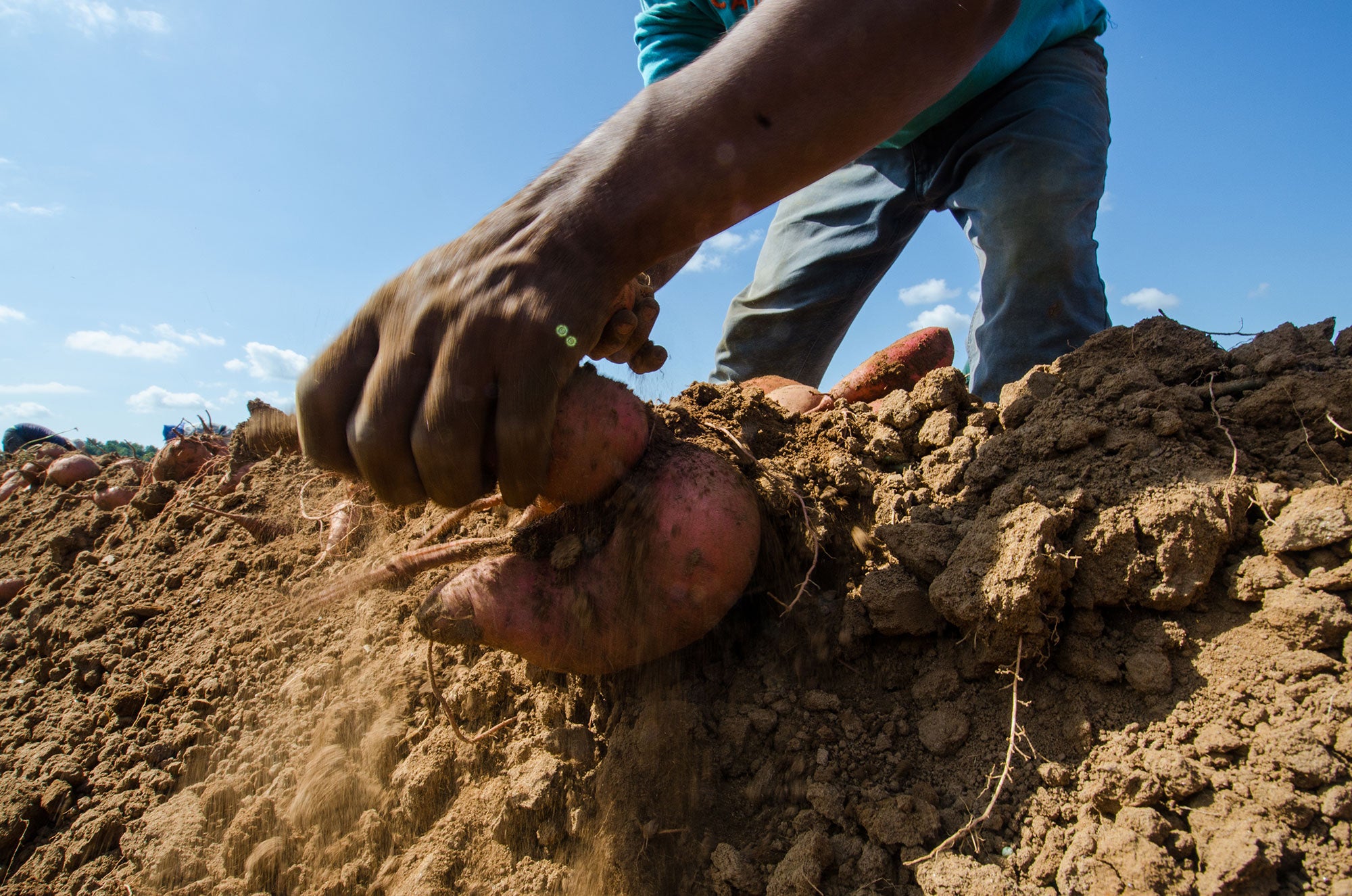 A farmworker harvests sweet potatoes from the soil in Mechanicsville, VA.