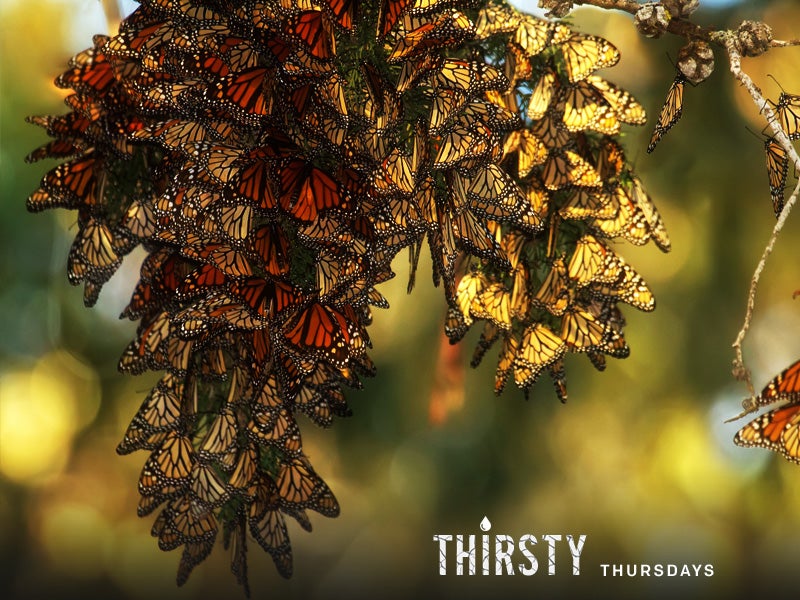 Monarch butterflies resting at Pismo Beach Monarch Butterfly Grove, Calif. during their migration from Mexico to Canada.