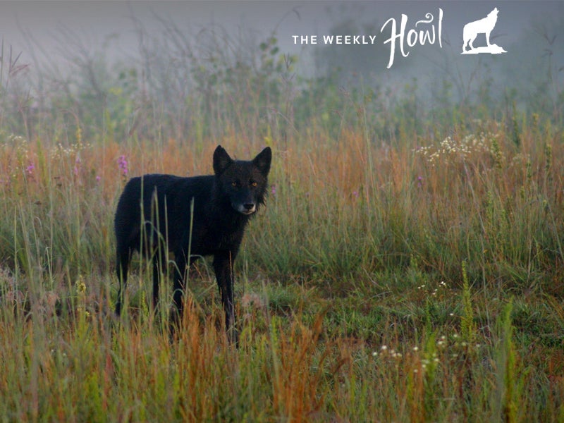 This timber wolf was one of a pair seen near the visitor center at Necedah National Wildlife Refuge on Jan. 12, 2012.