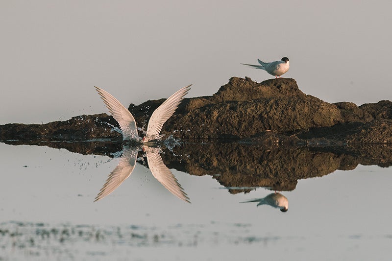 An arctic tern surfaces after fishing in the waters of the Qupaluk wetland area. The National Petroleum Reserve Alaska is important for migratory birds like the Arctic tern which has the longest migration on earth, traveling from the Antarctic to the Arctic, over 44,000 miles annually to nest on the Alaskan tundra.
(Kiliii Yuyan for Earthjustice)