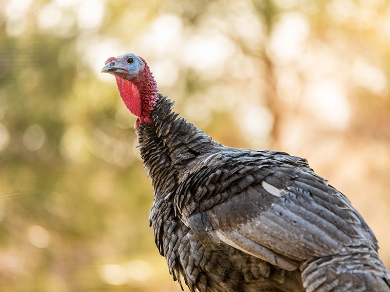 Do you know where your Thanksgiving turkey came from?
(Jason Doiy / Getty Images)