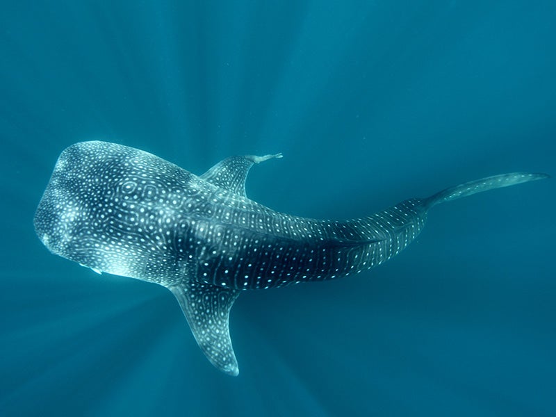 Tiburón ballena, Cabo Pulmo.
(Carlos Aguilera)