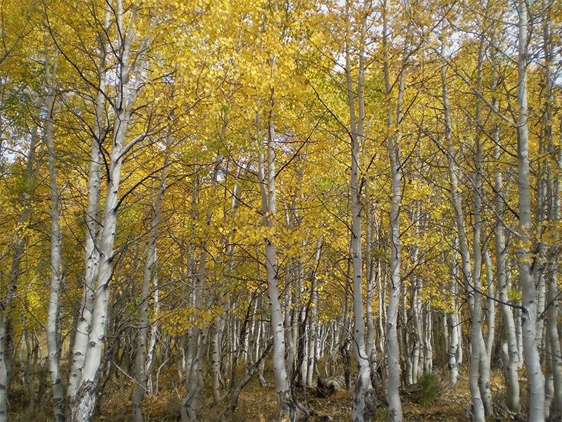 Tahoe National Forest.