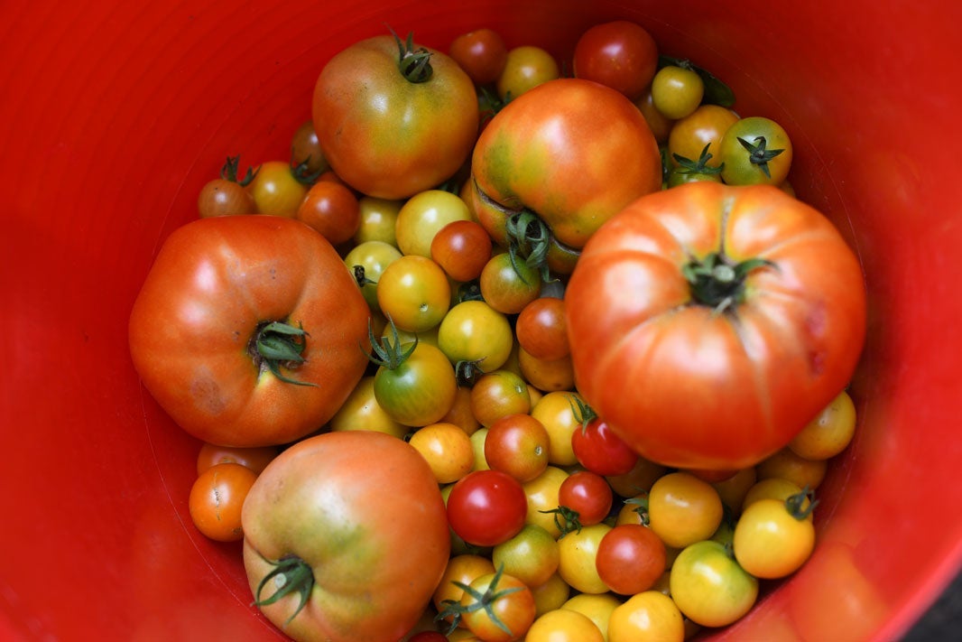 Summer tomato harvest at Harlem Grown, an Earthjustice partner and New York City-based community organization working to increase access to and knowledge of healthful food.