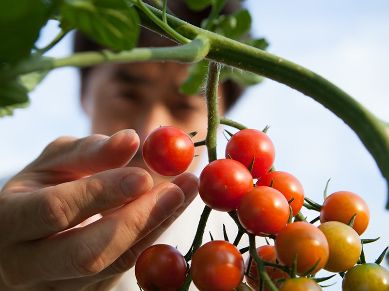 A man picks tomatoes in a field.