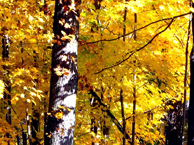Fall colors on the Tonawanda Seneca Nation’s land.