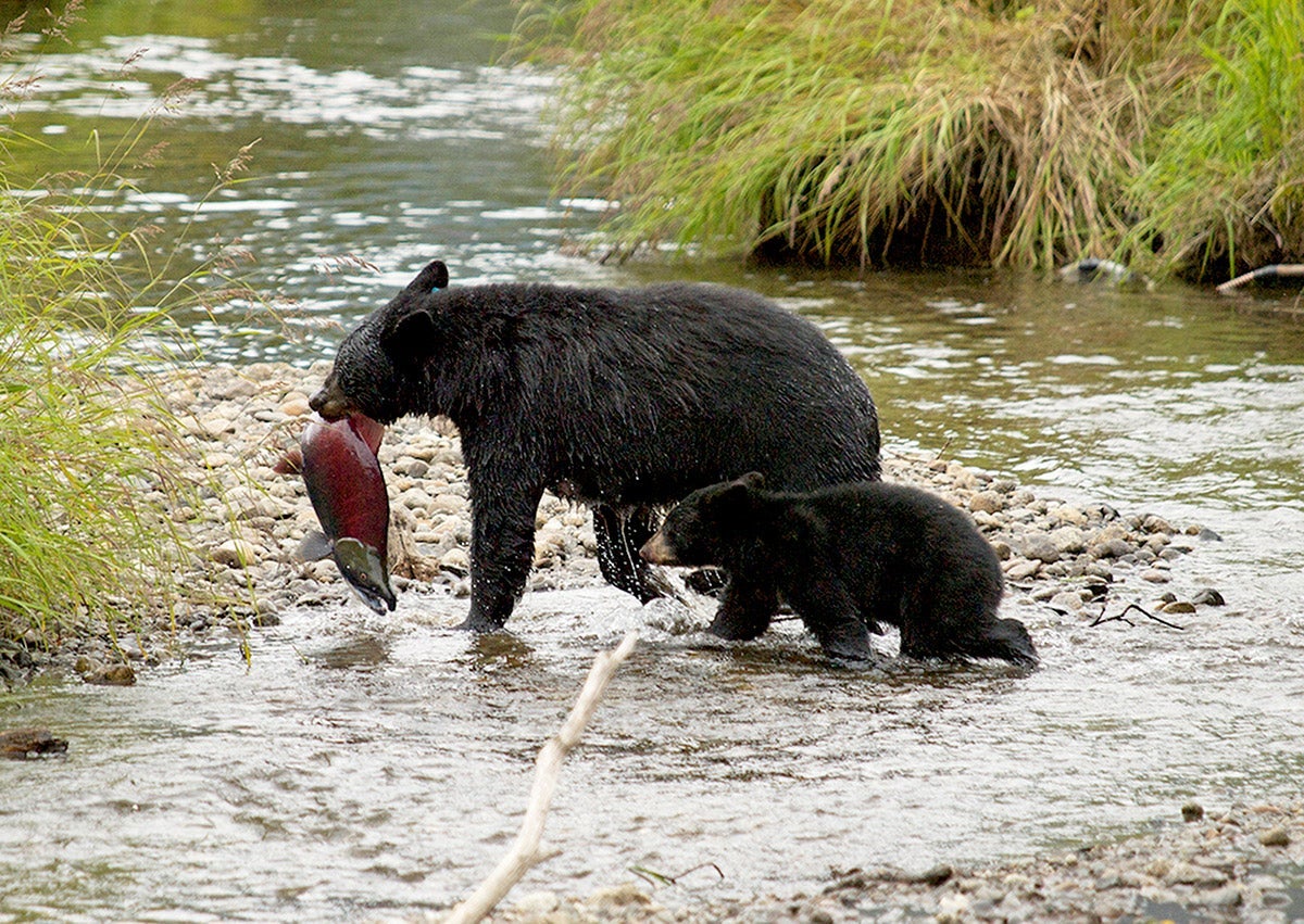 A black bear carries a salmon as it crosses a stream with a cub in the Tongass National Forest.