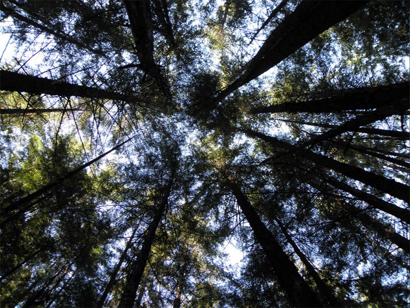 Tongass National Forest.