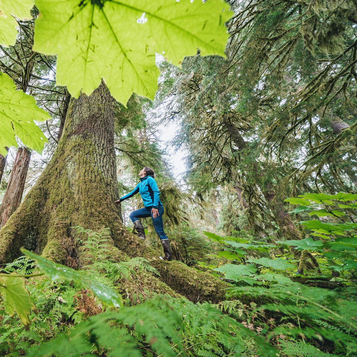 Tongass National Forest and the Roadless Rule