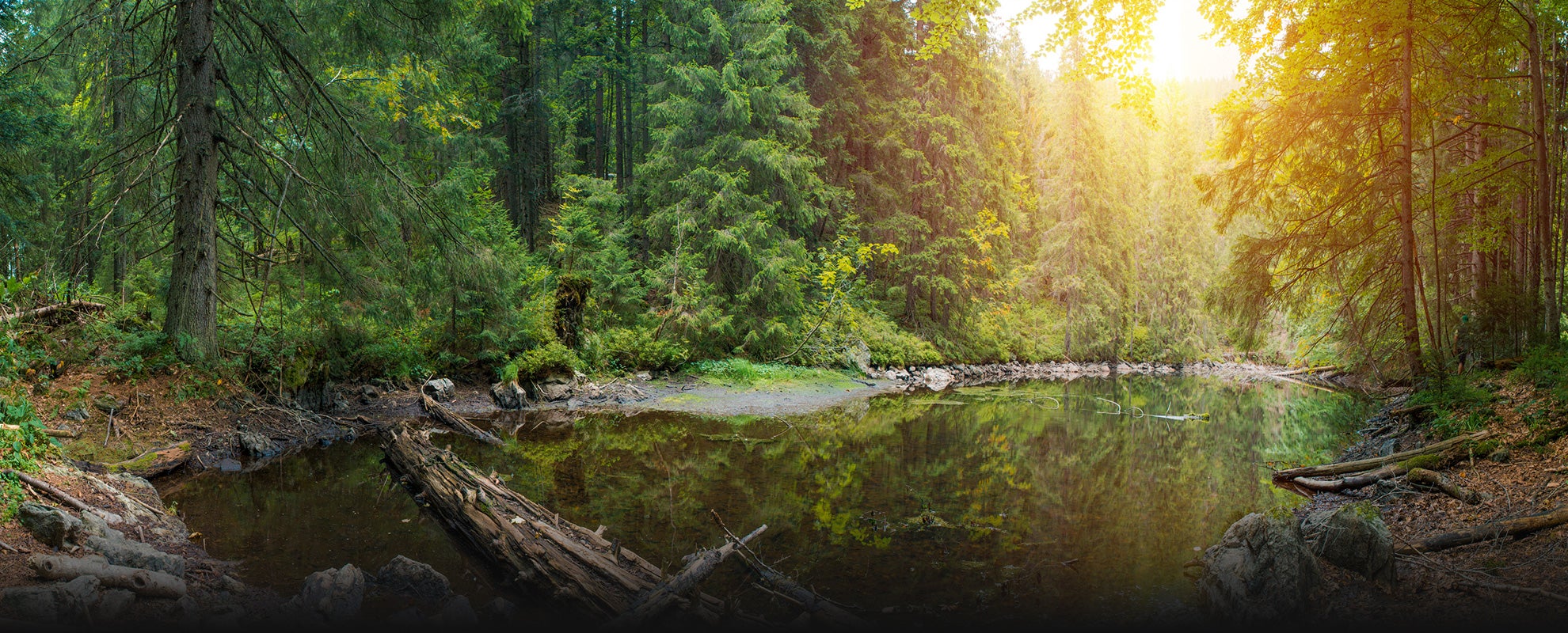 Tongass National Forest.