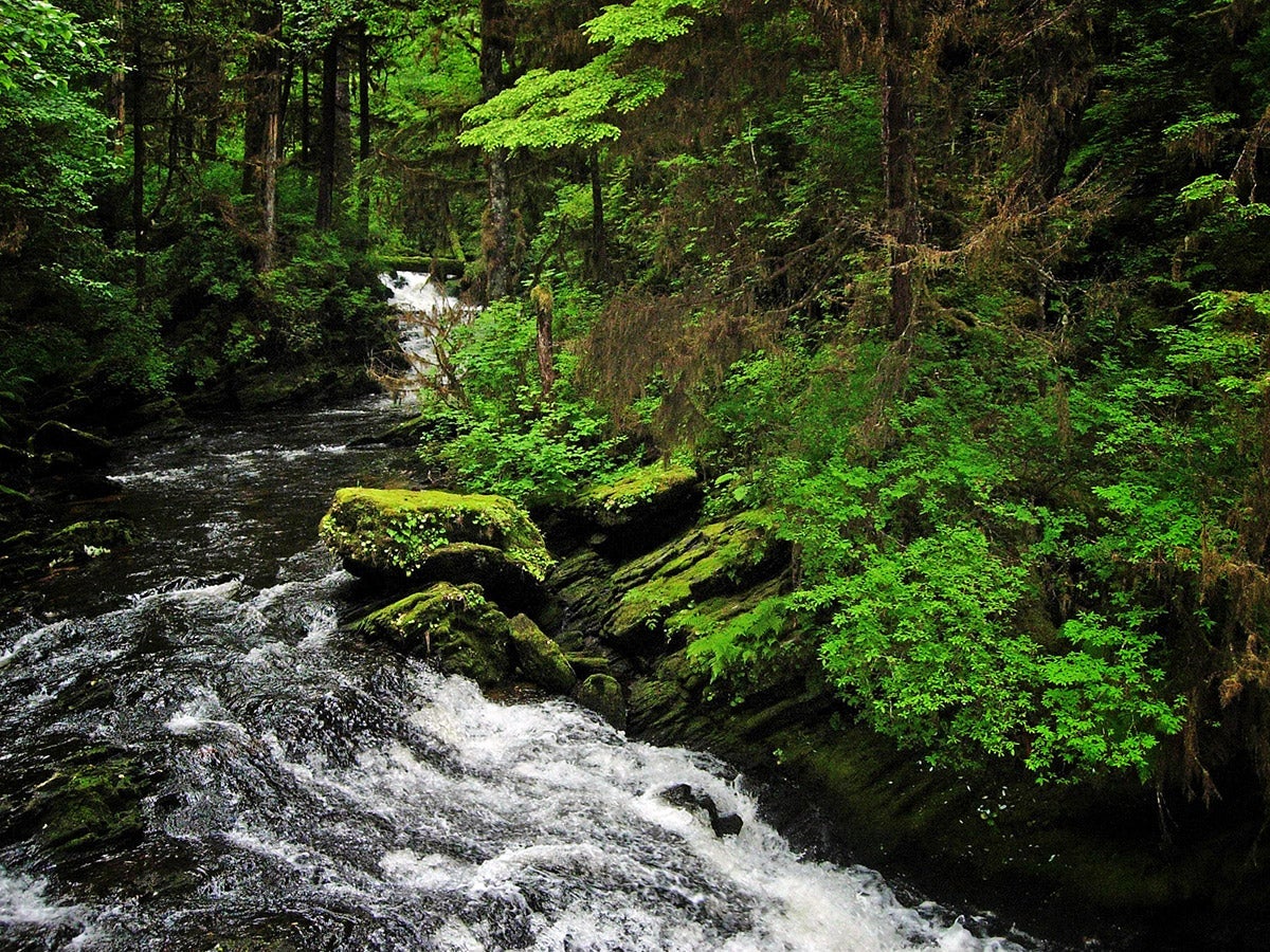 A stream runs through the ancient tress of the Tongass National Forest.