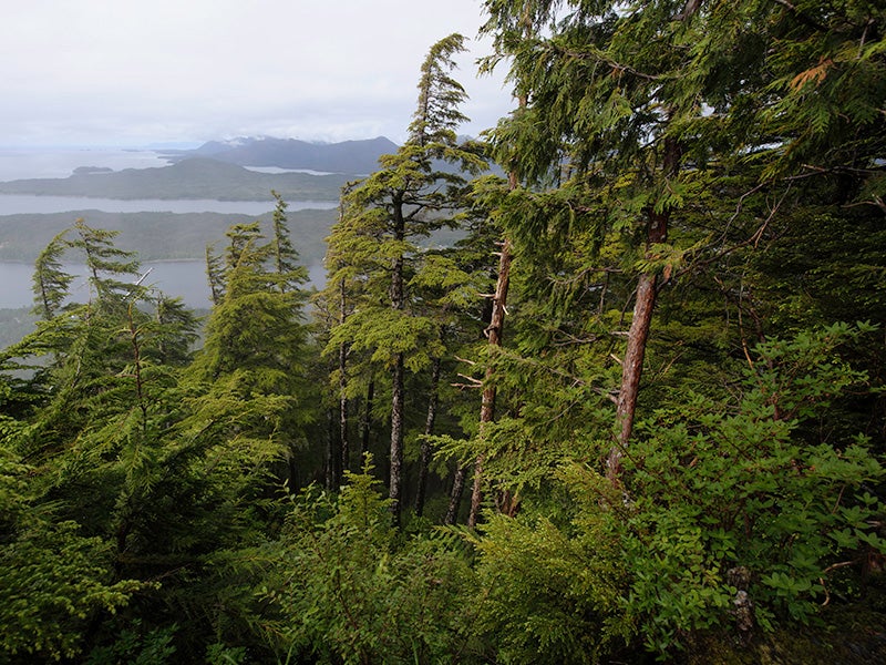 Tongass National Forest, view from Deer Mountain Trail.