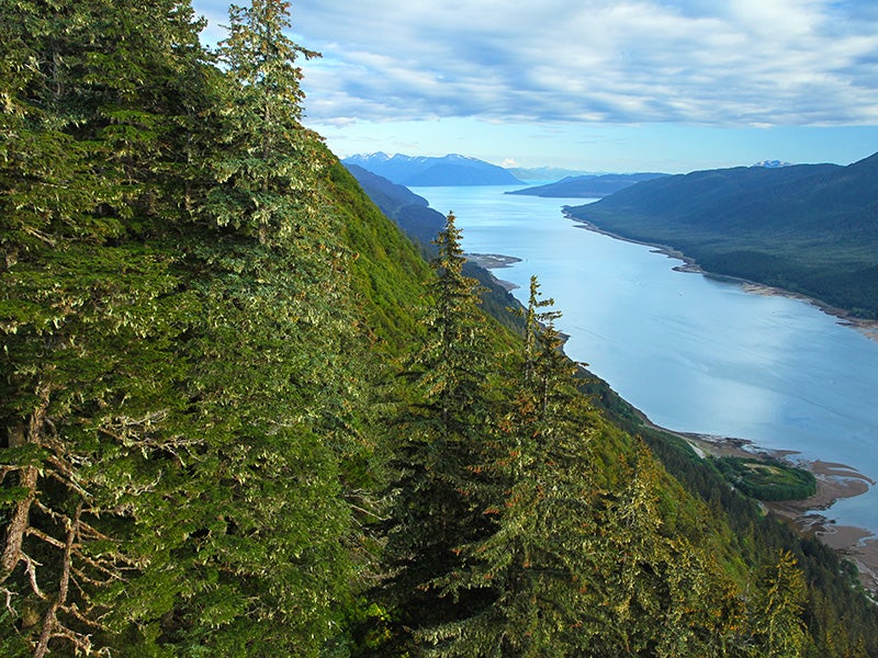 Located in Alaska's panhandle, the Tongass is the country's largest national forest — and home to nearly one-third of all old-growth temperate rainforest remaining in the entire world. (Lee Prince / Shutterstock)