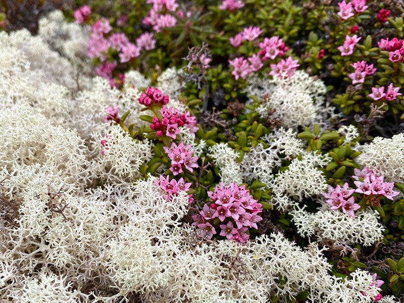 Caribou lichen and alpine azaleas are part of the intricate tundra plant life in the Yukon‐Kuskokwim Delta.