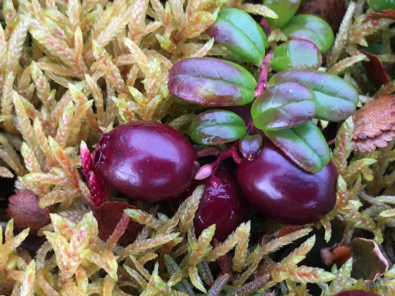 Cranberries in the tundra. in the Yukon-Kuskokwim Delta.