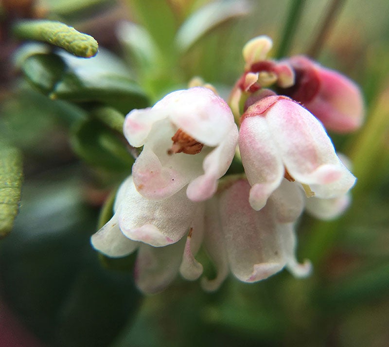 Cranberry flowers in the Yukon-Kuskokwim Delta. (Diane McEachern)