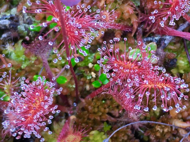 Sundews are part of the rich tundra life in the Yukon-Kuskokwim Delta.