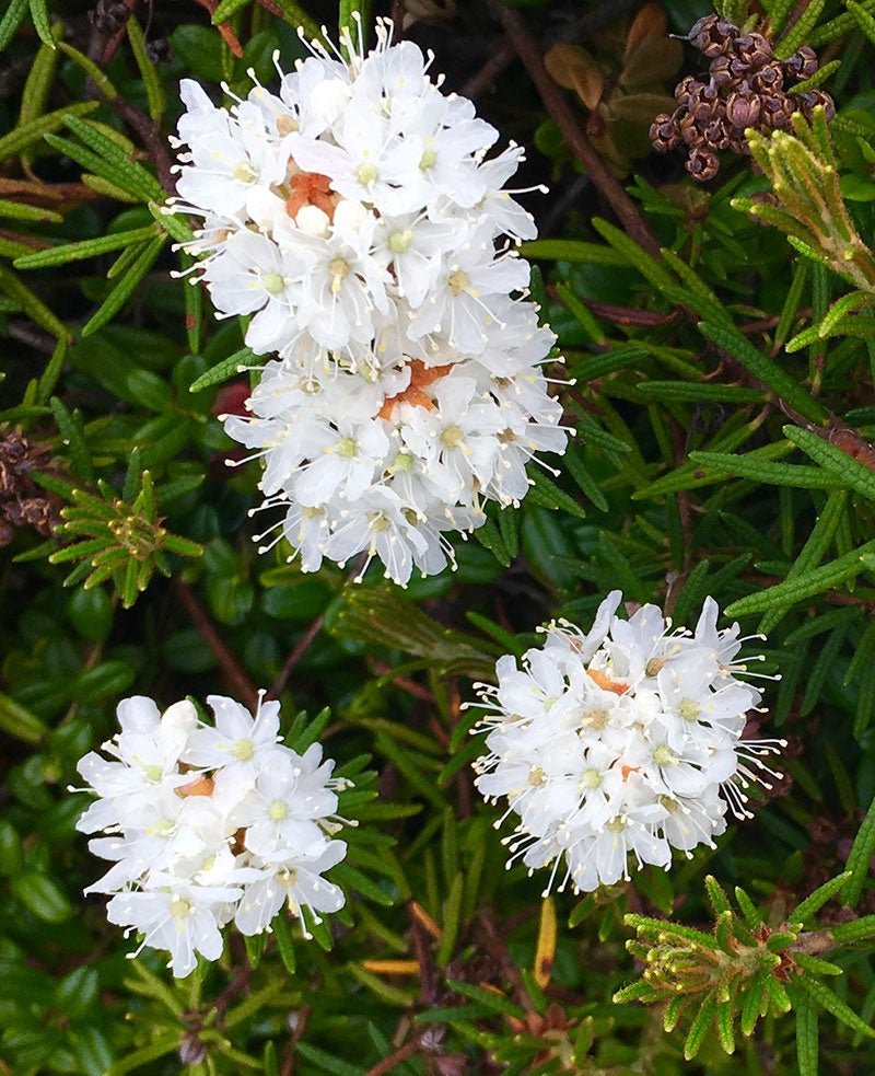 Tundra tea blossoms in the Yukon-Kuskokwim Delta.