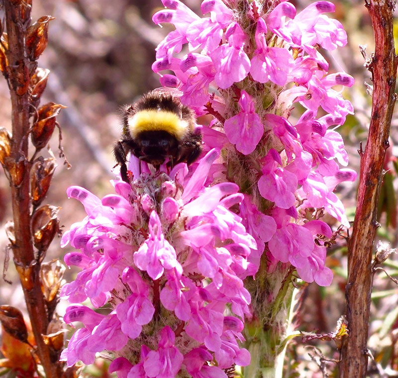 Bumble bee feasts on woolly lousewort in the Yukon-Kuskokwim Delta.