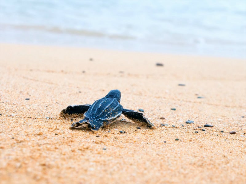 Baby sea turtle crawls on the sand towards the ocean.