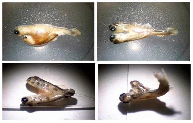 A study commissioned by the J.R. Simplot Company on selenium contamination in creeks in southeast Idaho includes photos of deformed Yellowstone cutthroat trout (top) and brown trout (bottom).