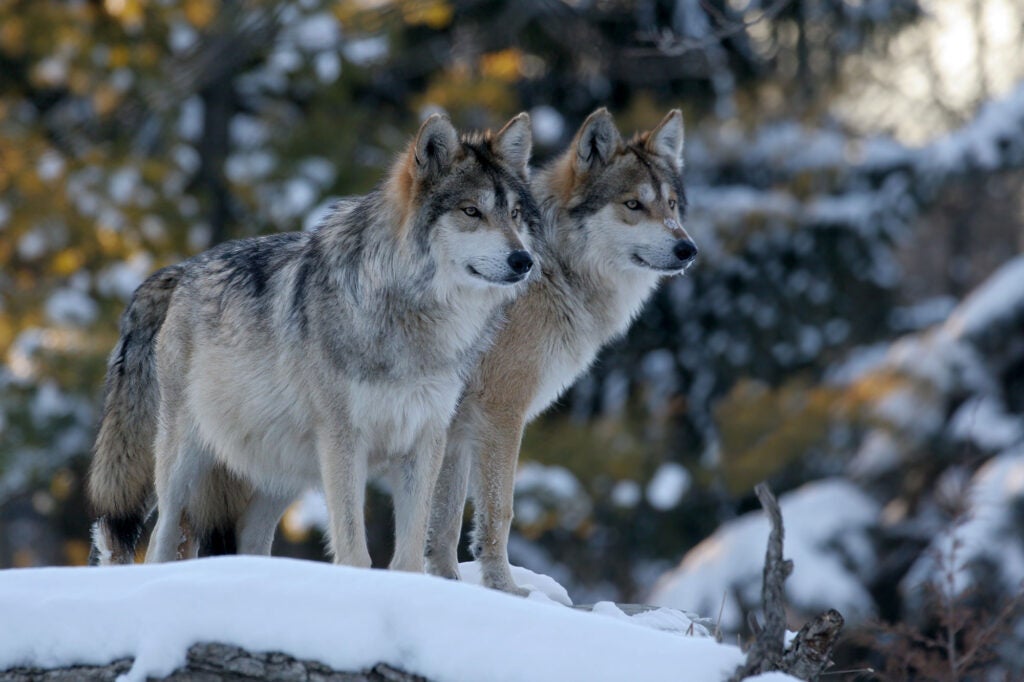 Two wolves stand side-by-side in the winter snow.