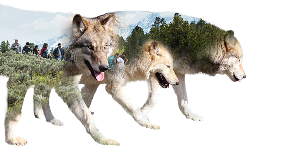 Stylized graphic of the silhouette of three wolves combined with a photo of a group of hikers.